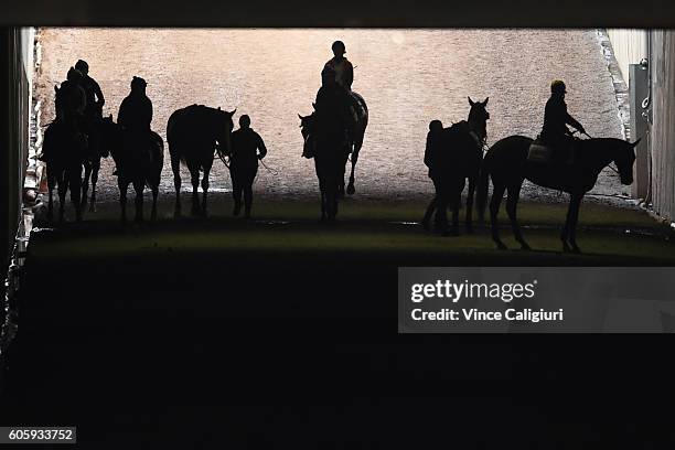 General view of horses walking through tunnel back to stables after a Flemington trackwork session at Flemington Racecourse on September 16, 2016 in...