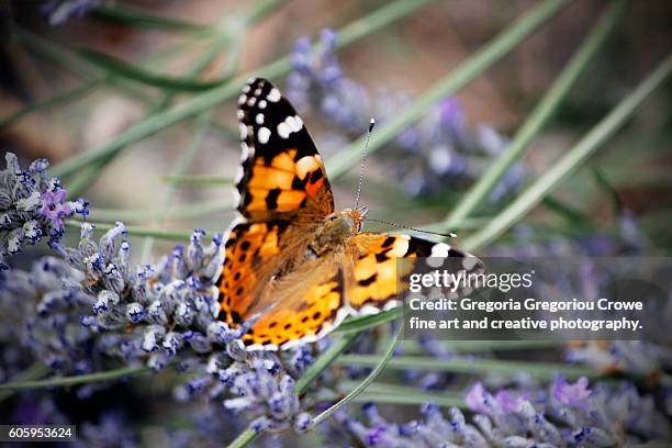 vanessa cardui - painted lady - vanessa legs and stock pictures, royalty-free photos & images