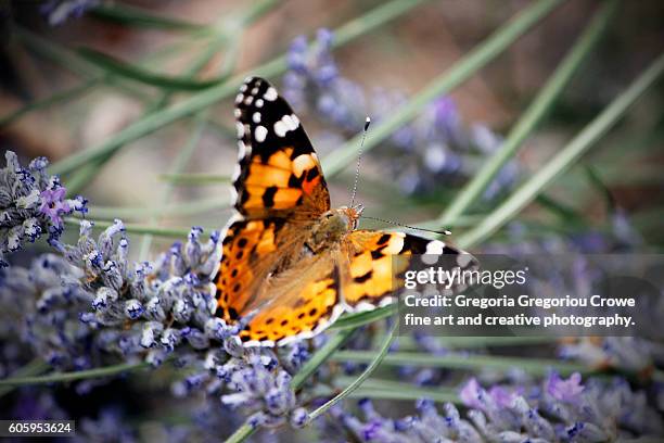 vanessa cardui - painted lady - gregoria gregoriou crowe fine art and creative photography stock pictures, royalty-free photos & images