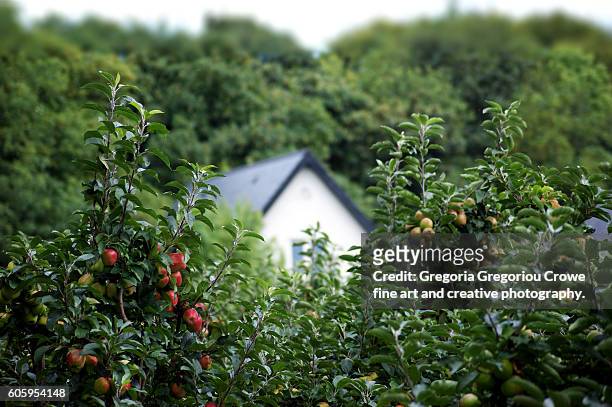 apple orchard - gregoria gregoriou crowe fine art and creative photography stock pictures, royalty-free photos & images