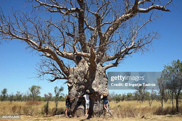 Babor Tree 159 Boab Tree Kimberley Stock Photos, High-Res Pictures, and Images ...