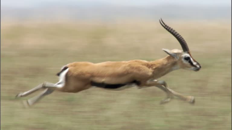 2,539 Gazelle Videos and HD Footage - Getty Images 2,539 Gazelle Videos and HD Footage - Getty Images