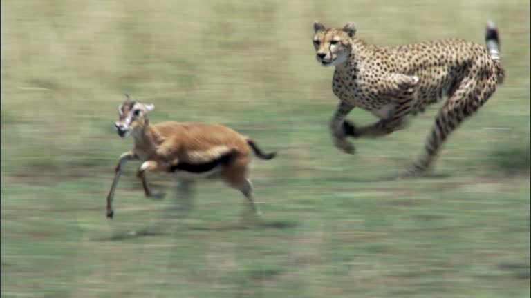 45,011 Animals Hunting Videos and HD Footage - Getty Images 45,011 Animals Hunting Videos and HD Footage - Getty Images