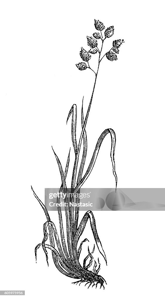 Cock's-foot (Dactylis glomerata)