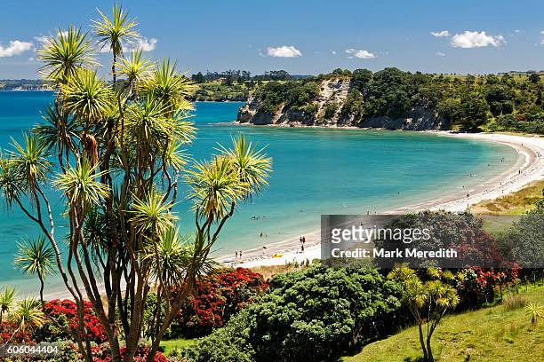 te haruhi bay at shakespear regional park with cabbage tree and blooming pohutukawas, new zealand's christmas tree - auckland stock pictures, royalty-free photos & images