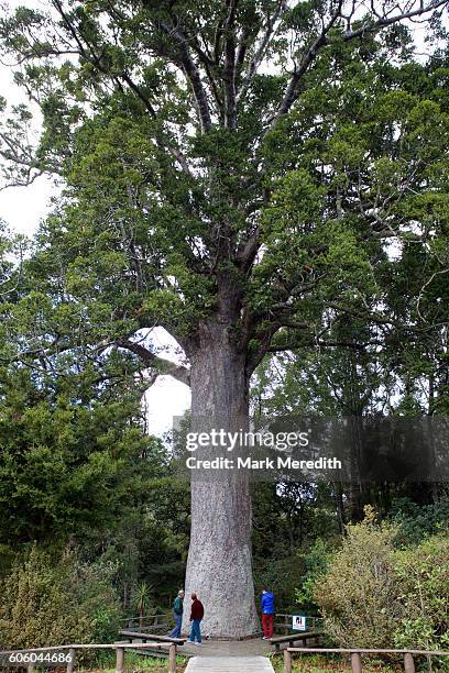large kauri tree at parry kauri park near warkworth - kauri tree stock-fotos und bilder