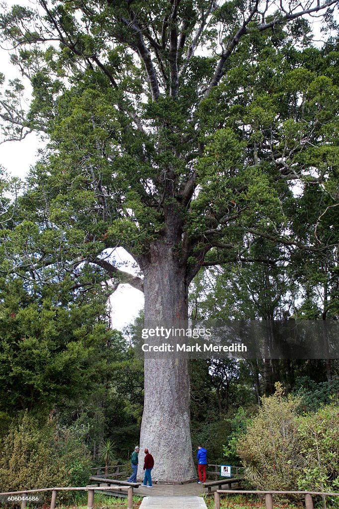 Large kauri tree at Parry Kauri Park near Warkworth