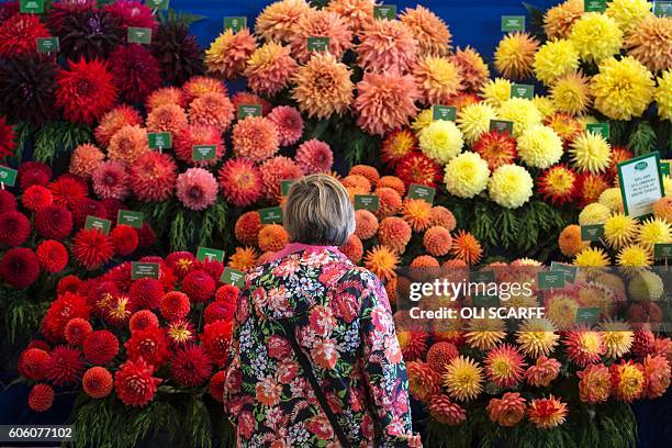 Members of the public admire the displays of flowers on the first day of the Harrogate Autumn Flower Show held at the Great Yorkshire Showground, in...