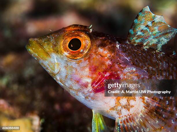 black-faced blenny fish - black blenny stock pictures, royalty-free photos & images