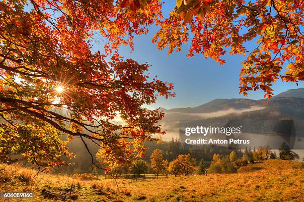 autumn forest in the mountains - aspen tree silhouettes stock pictures, royalty-free photos & images