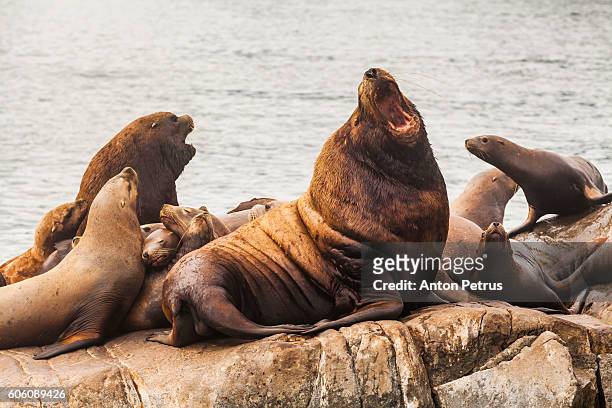 steller's sea lion (eumetopias jubatus), kamchatka, russia - sea lion stock pictures, royalty-free photos & images