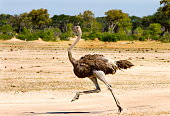 Ostrich running on the Open Plains in Hwange