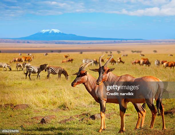 antílopes e zebras no quênia - parque-nacional-de-amboseli - fotografias e filmes do acervo
