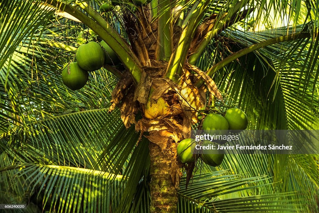 Cocos nucifera. A coconut palm tree with coconuts in Tortuguero National Park, Costa Rica..