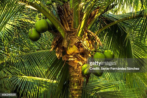cocos nucifera. a coconut palm tree with coconuts in tortuguero national park, costa rica.. - coconut palm tree stock pictures, royalty-free photos & images