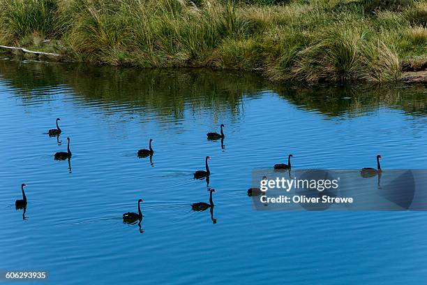 black swans - black swans stock pictures, royalty-free photos & images
