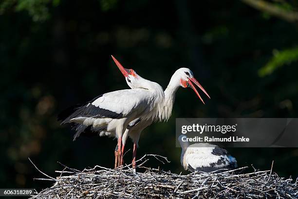 white storks, ciconia ciconia - white stork stock pictures, royalty-free photos & images