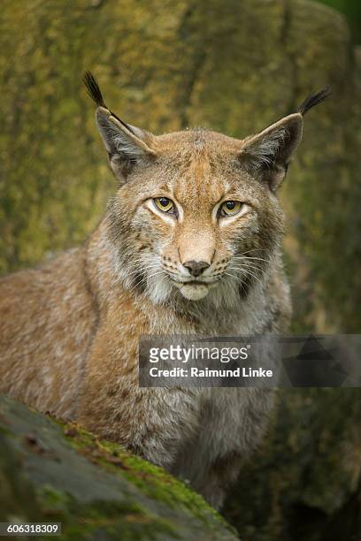 european lynx, lynx lynx - eurasischer luchs stock-fotos und bilder
