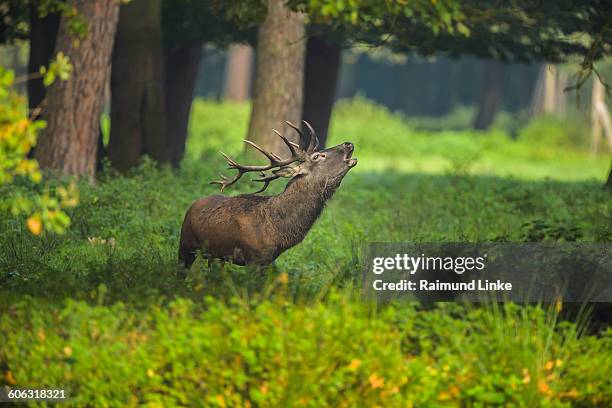 red deer, cervus elaphus - deer stand stock pictures, royalty-free photos & images