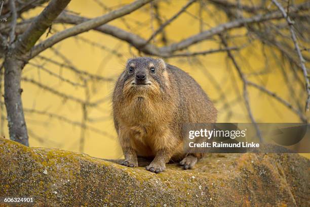 cape hyrax, rock hyrax - tree hyrax stock pictures, royalty-free photos & images