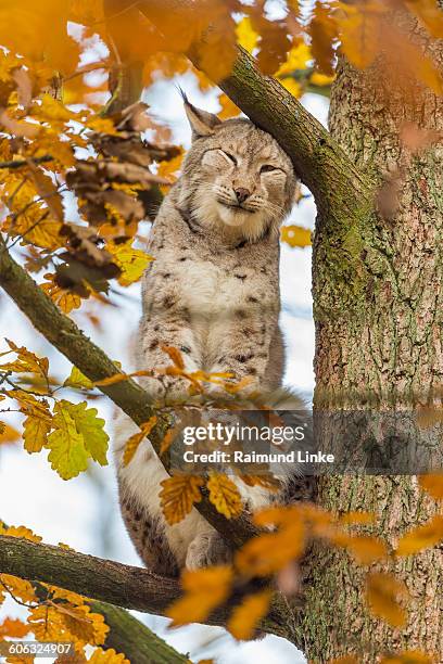 eurasian lynx, lynx lynx - lince eurasiático fotografías e imágenes de stock