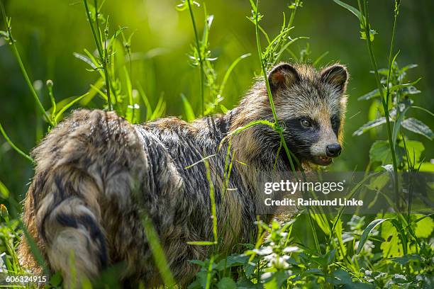 raccoon dog, nyctereutes procyonoides - tanuki stock pictures, royalty-free photos & images
