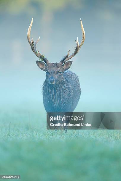 sika deer, cervus nippon - sika deer stock pictures, royalty-free photos & images