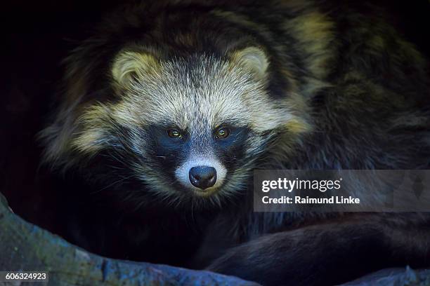 raccoon dog, nyctereutes procyonoides - raccoon sitting stock pictures, royalty-free photos & images