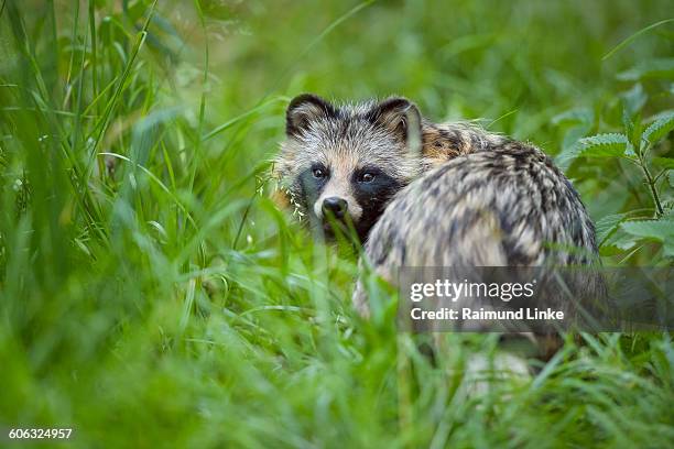 raccoon dog, nyctereutes procyonoides - wasbeerhond stockfoto's en -beelden