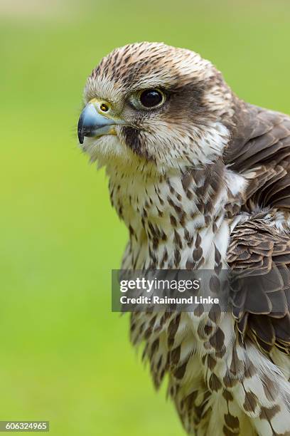 lanner falcon, falco biarmicus - alfaneque imagens e fotografias de stock