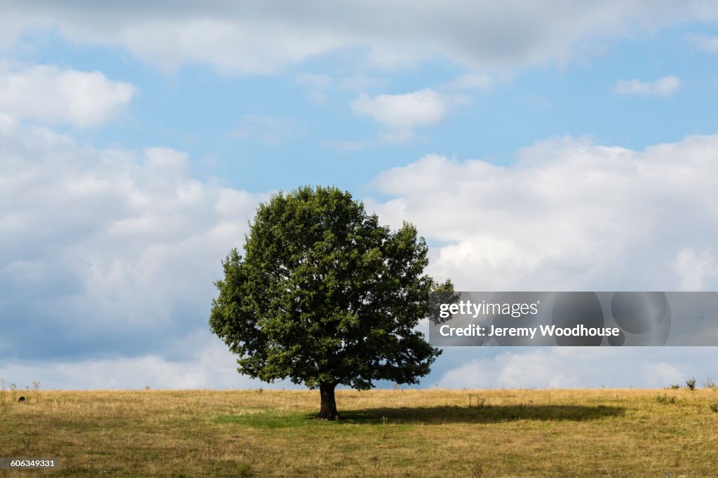 A Rural Tree Tree Growing In Rural Field High-Res Stock Photo - Getty Images