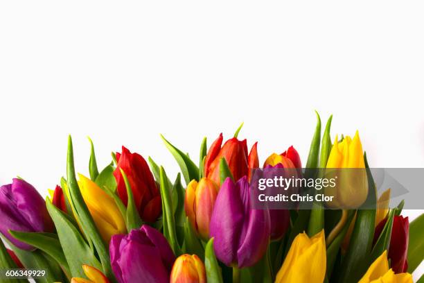 close up of bouquet of tulips - blumenstrauß tulpen stock-fotos und bilder