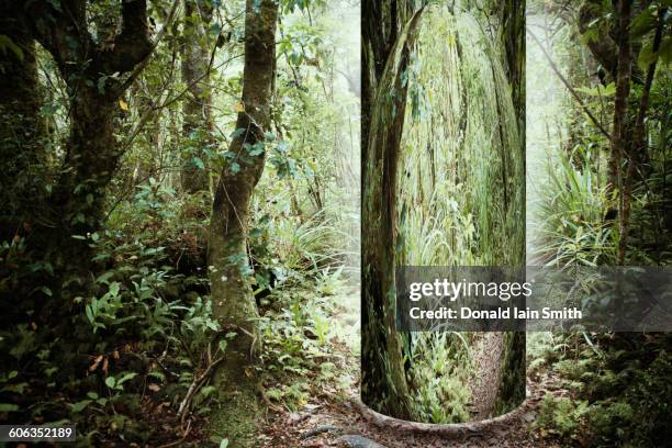 tree portal in forest - hovering stock pictures, royalty-free photos & images