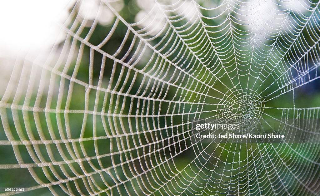 Close up of spider web