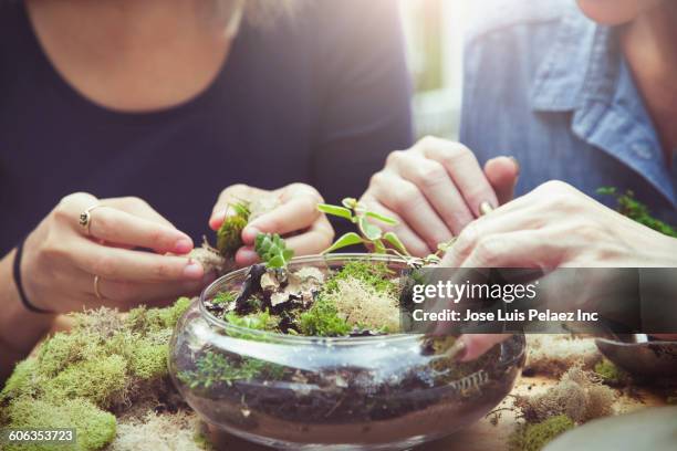 mother and daughter arranging terrarium - terrarium stock pictures, royalty-free photos & images