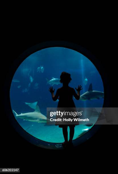 girl admiring fish in aquarium - marine aquarium foto e immagini stock