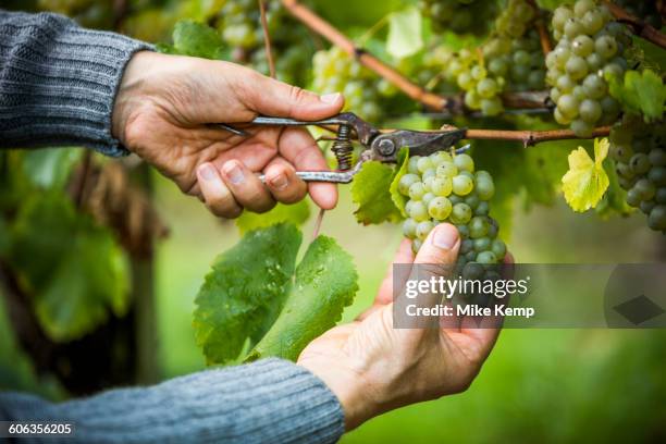 caucasian farmer clipping grapes from vine - wine grapes stock-fotos und bilder