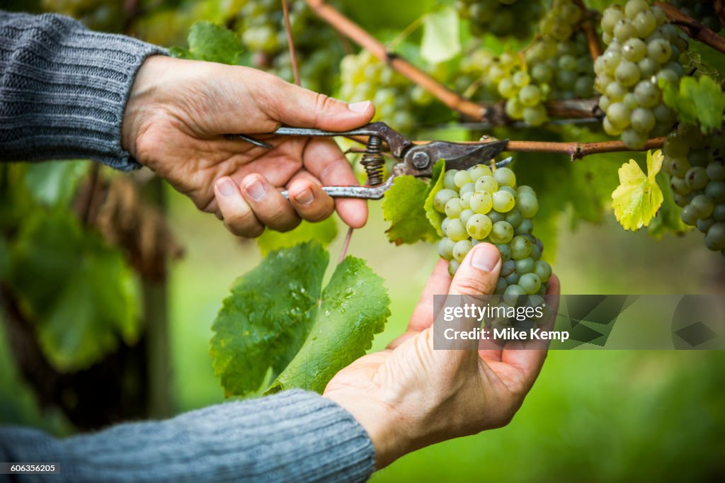 Caucasian farmer clipping grapes from vine