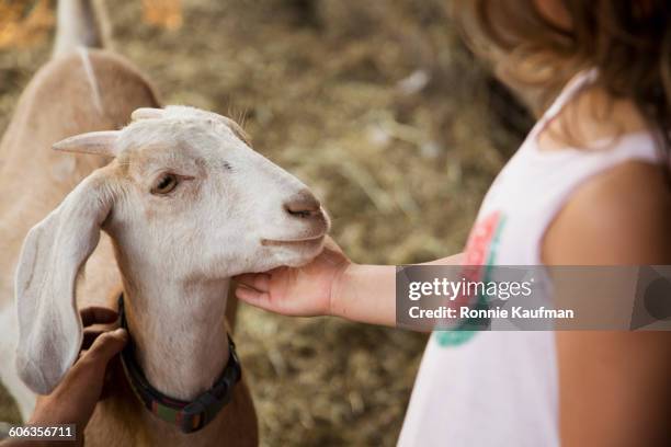 caucasian girl petting goat on farm - goats stock pictures, royalty-free photos & images