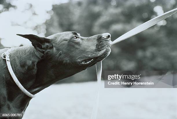 dog pulling leash - black and white dog stock pictures, royalty-free photos & images