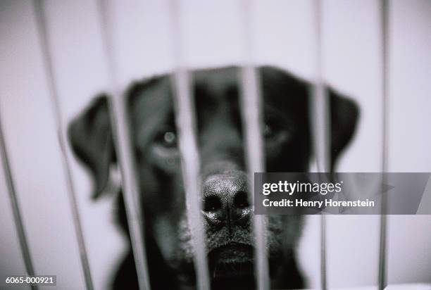 black labrador in cage - dog pound stock pictures, royalty-free photos & images