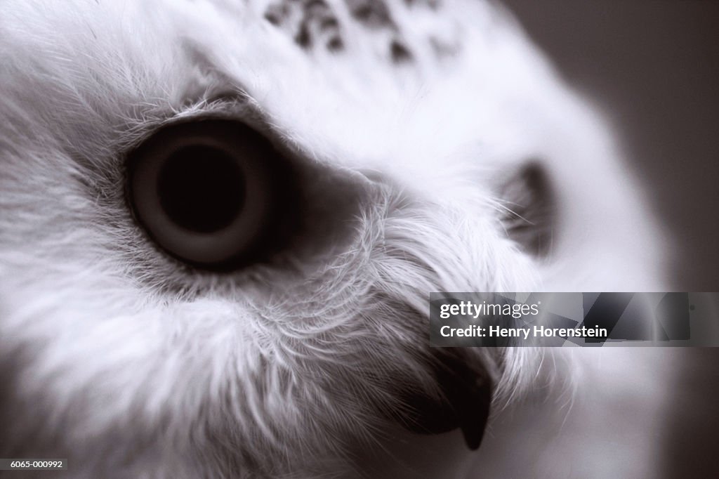 Head of Owl