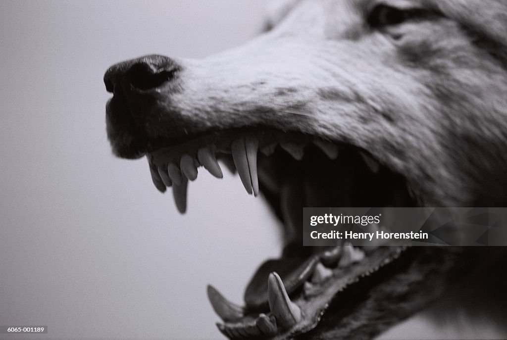 Dog Snarling High Res Stock Photo Getty Images dog-snarling-high-res-stock-photo-getty-images