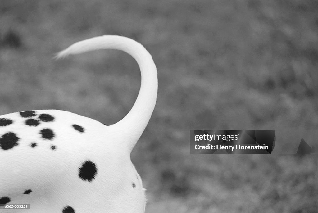 Dalmatian's Tail