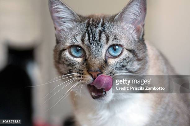 cat with tongue out, licking his mouth - cat sticking out tongue stock pictures, royalty-free photos & images