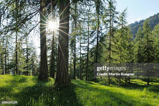 sunbeams through trees - larch tree fotografías e imágenes de stock