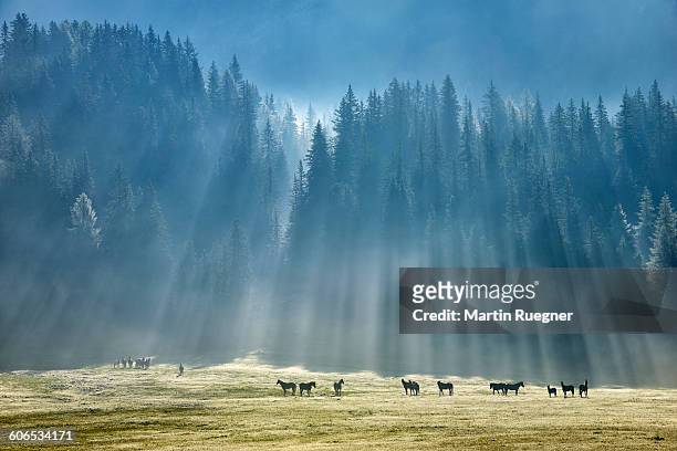 horses in meadow - landscape forest blue sky stock-fotos und bilder