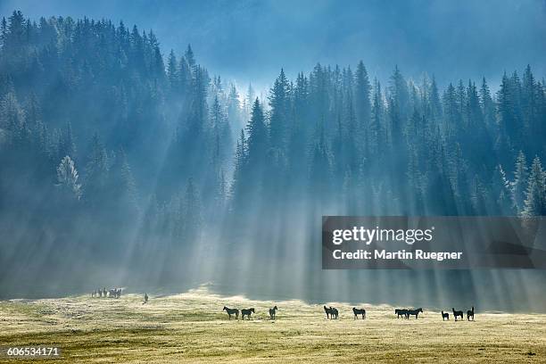 horses in meadow - venezia stock pictures, royalty-free photos & images