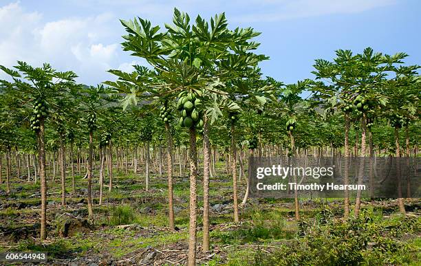 orchard of mature papaya trees laden with fruit - fruit laden trees stock pictures, royalty-free photos & images