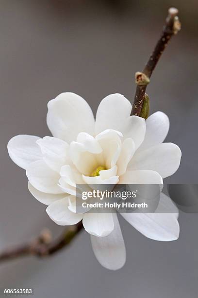 first signs of spring - star magnolia trees stock pictures, royalty-free photos & images